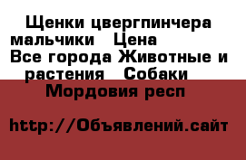 Щенки цвергпинчера мальчики › Цена ­ 25 000 - Все города Животные и растения » Собаки   . Мордовия респ.